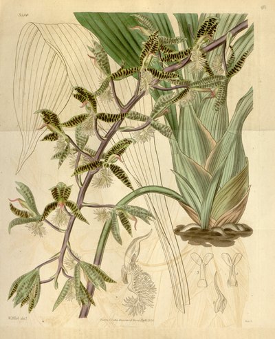 Illustration of Catasetum barbatum (as syn. Myanthus barbatus) by Walter Hood Fitch